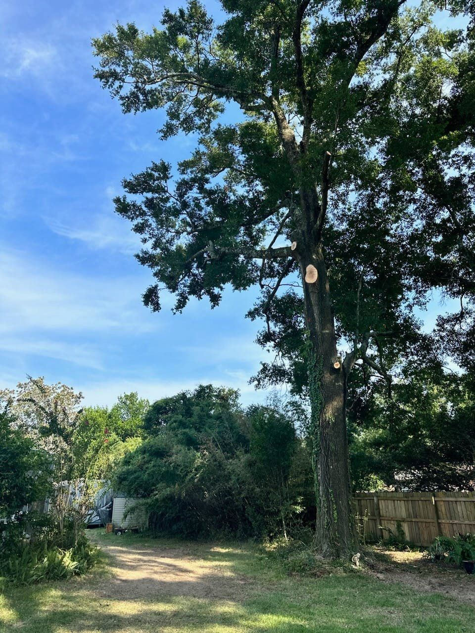 Foley Alabama tree trimming co