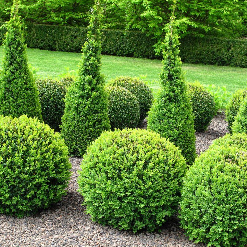Trimmed Trees And Shrubs On Garden — Spartanburg, SC — Sunburst Nursery & Landscape Inc.