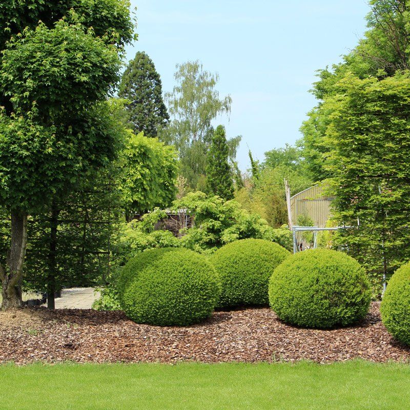Tree And Shrubs — Spartanburg, SC — Sunburst Nursery & Landscape Inc.