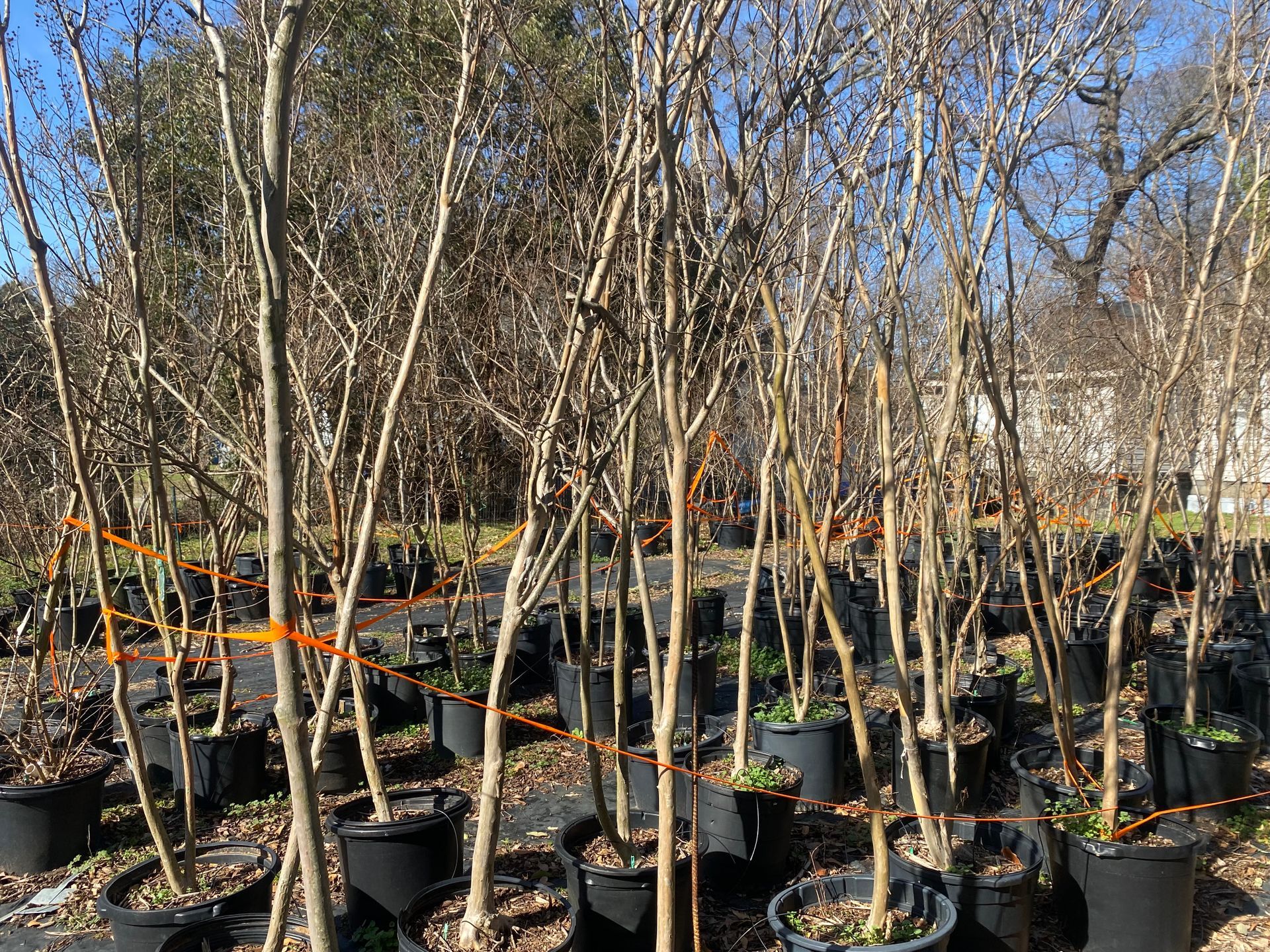 Dried Trees — Spartanburg, SC — Sunburst Nursery & Landscape Inc.