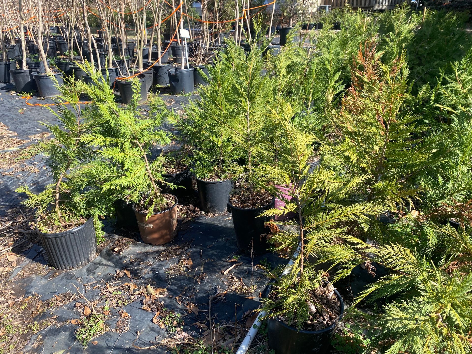 Tree Plants — Spartanburg, SC — Sunburst Nursery & Landscape Inc.