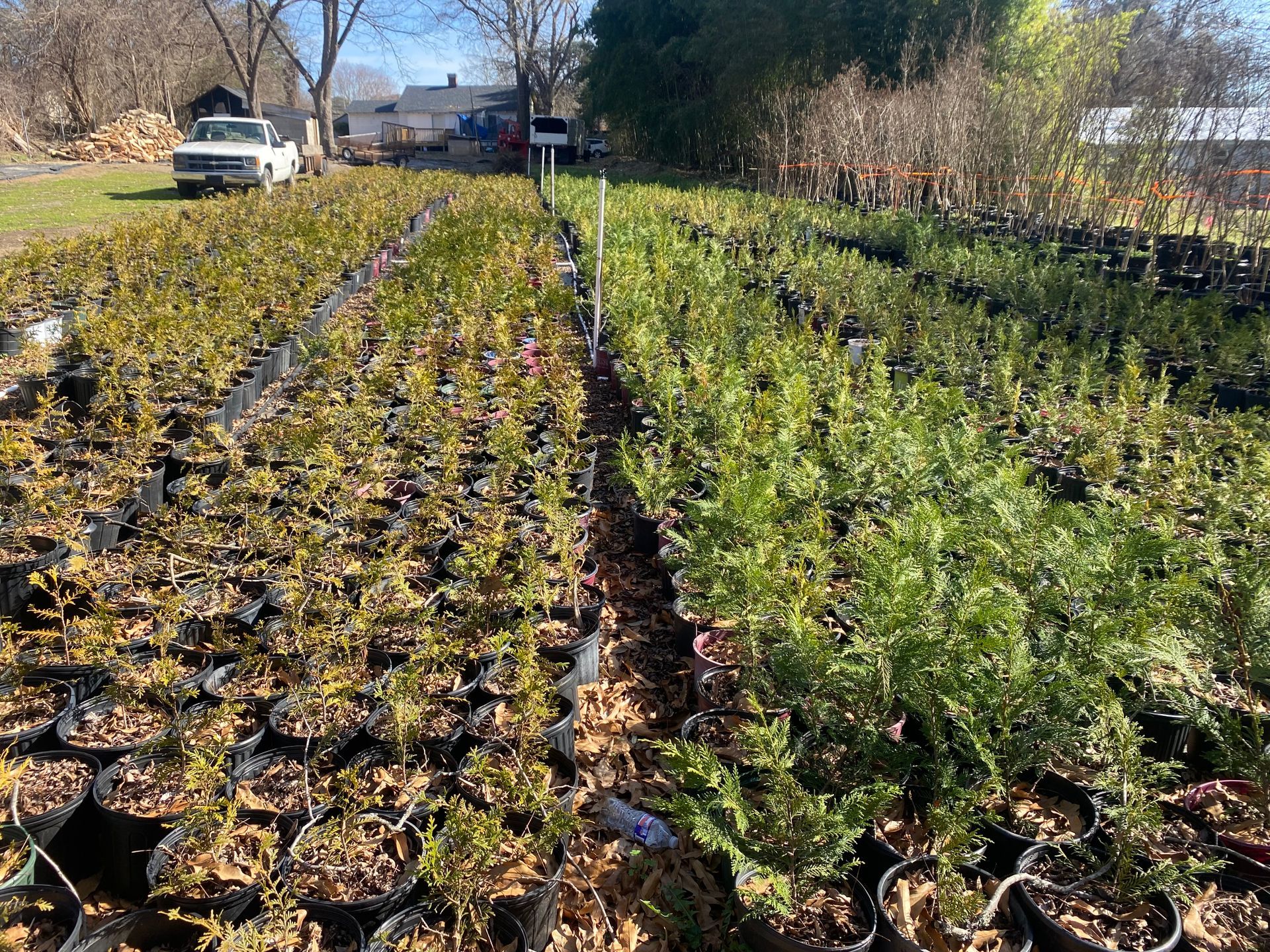 Garden Plants — Spartanburg, SC — Sunburst Nursery & Landscape Inc.