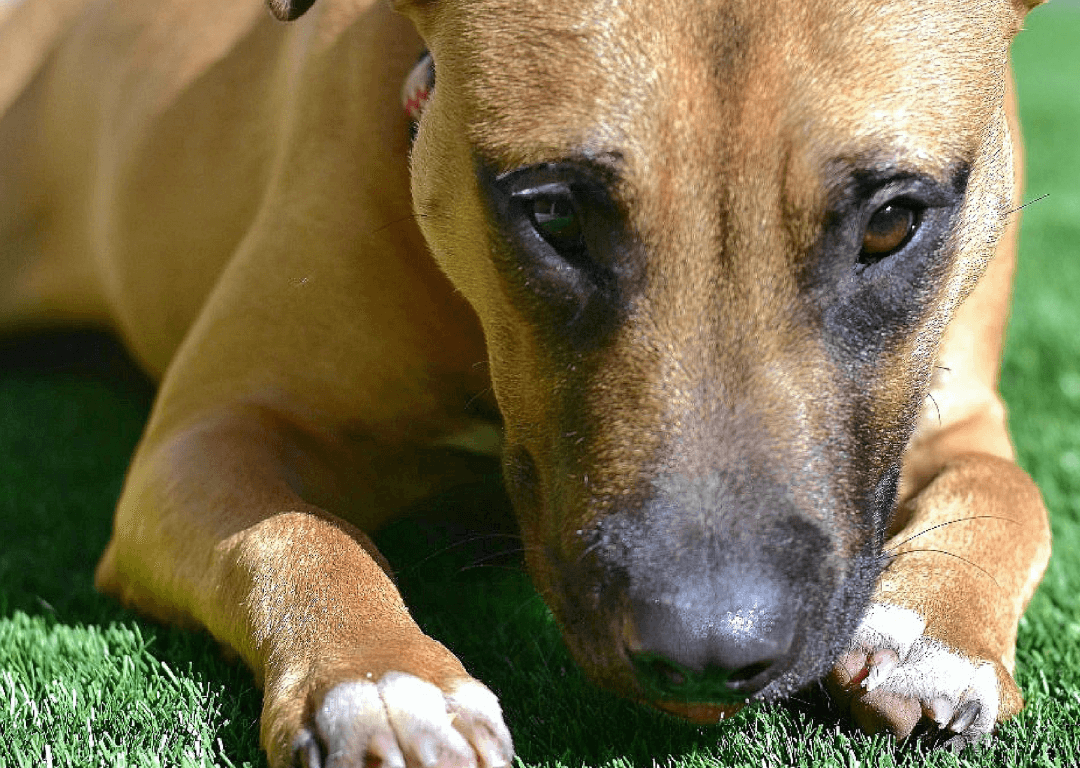Pet Turf installation in Melbourne, FL