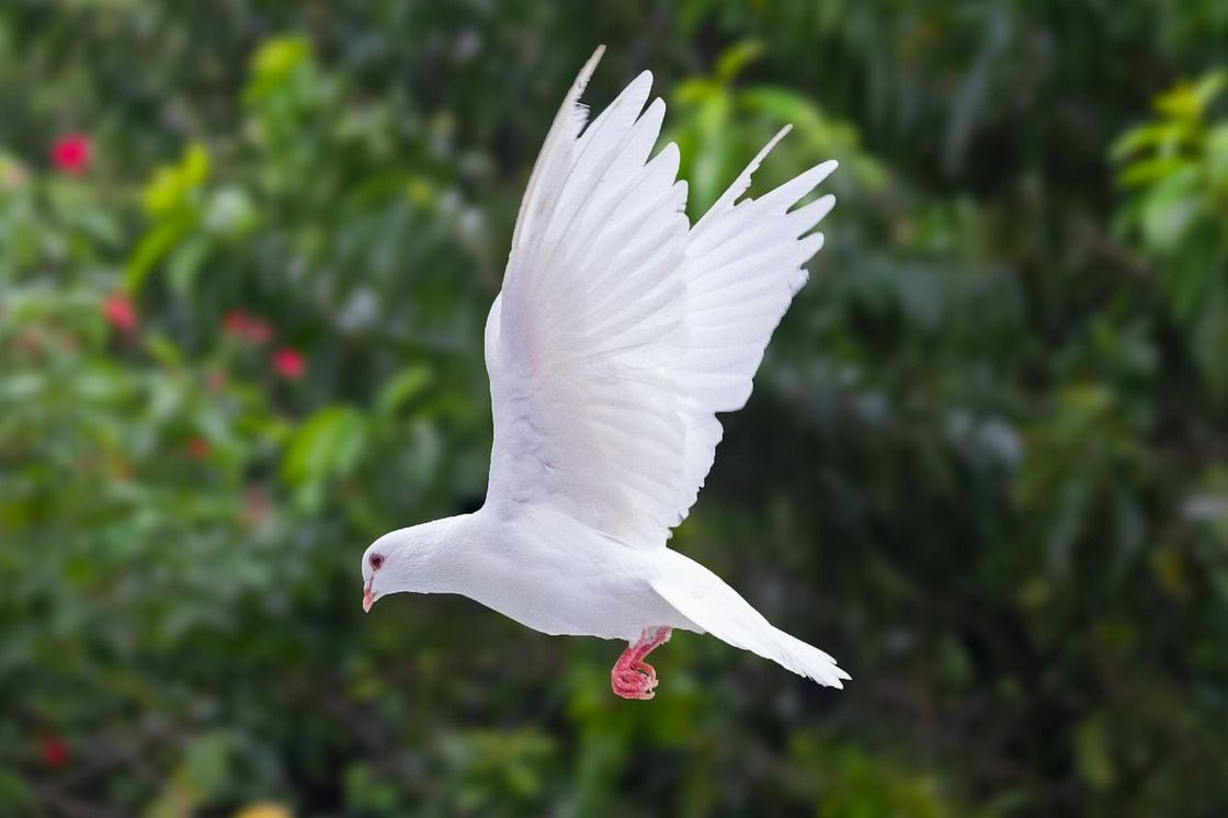 White dove flying against a green blurred background