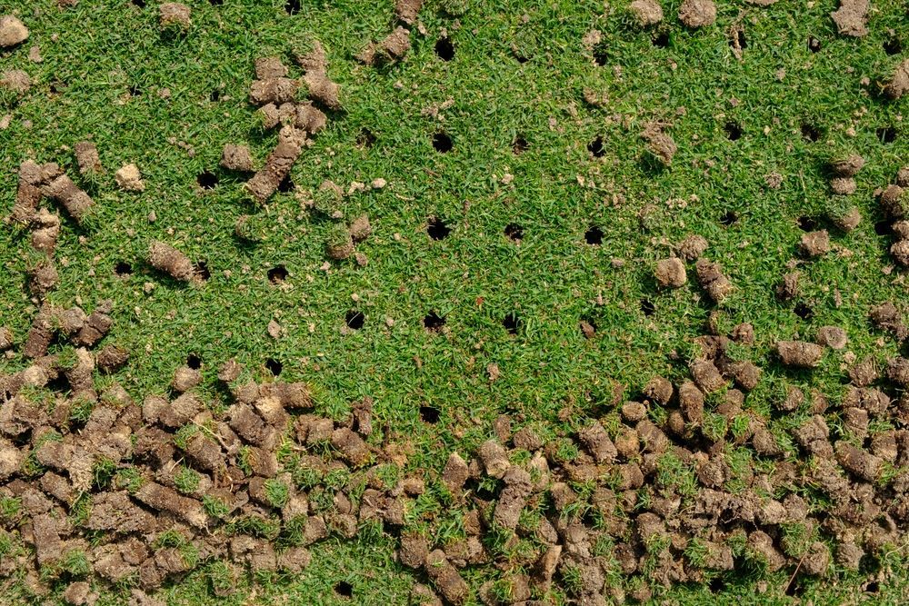 Lawn with many small holes and soil plugs from aeration.