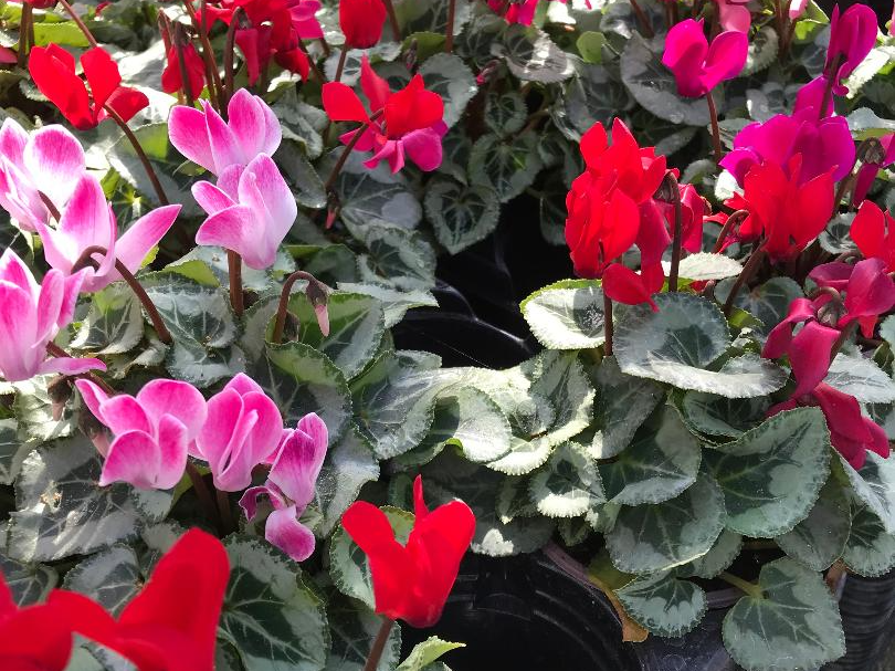 seasonal plants for all kinds of gardens