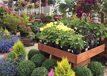 beautiful flowers garden outside a house