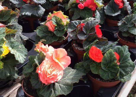 seasonal plants for all kinds of gardens