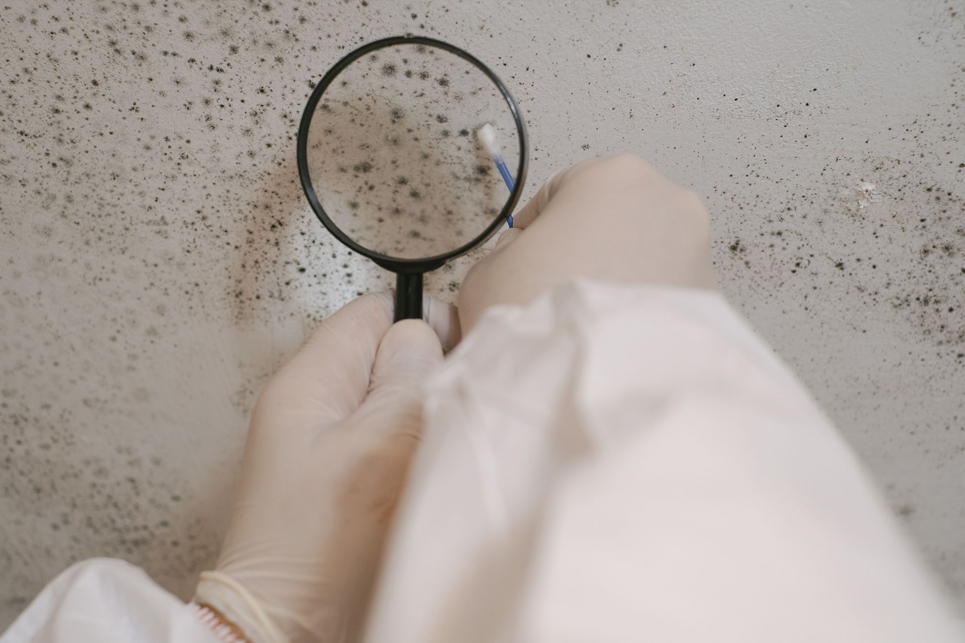 Mold assessment in a newly built home