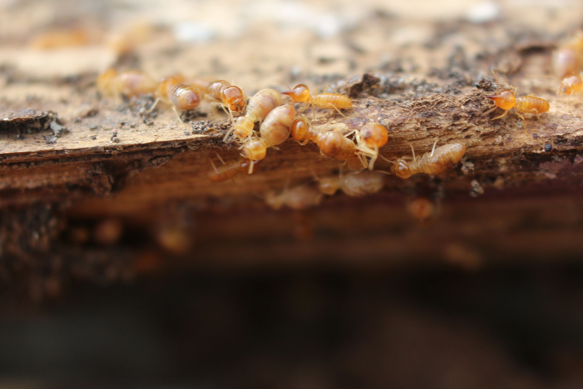 Inspector checking wood for insect damage in michigan