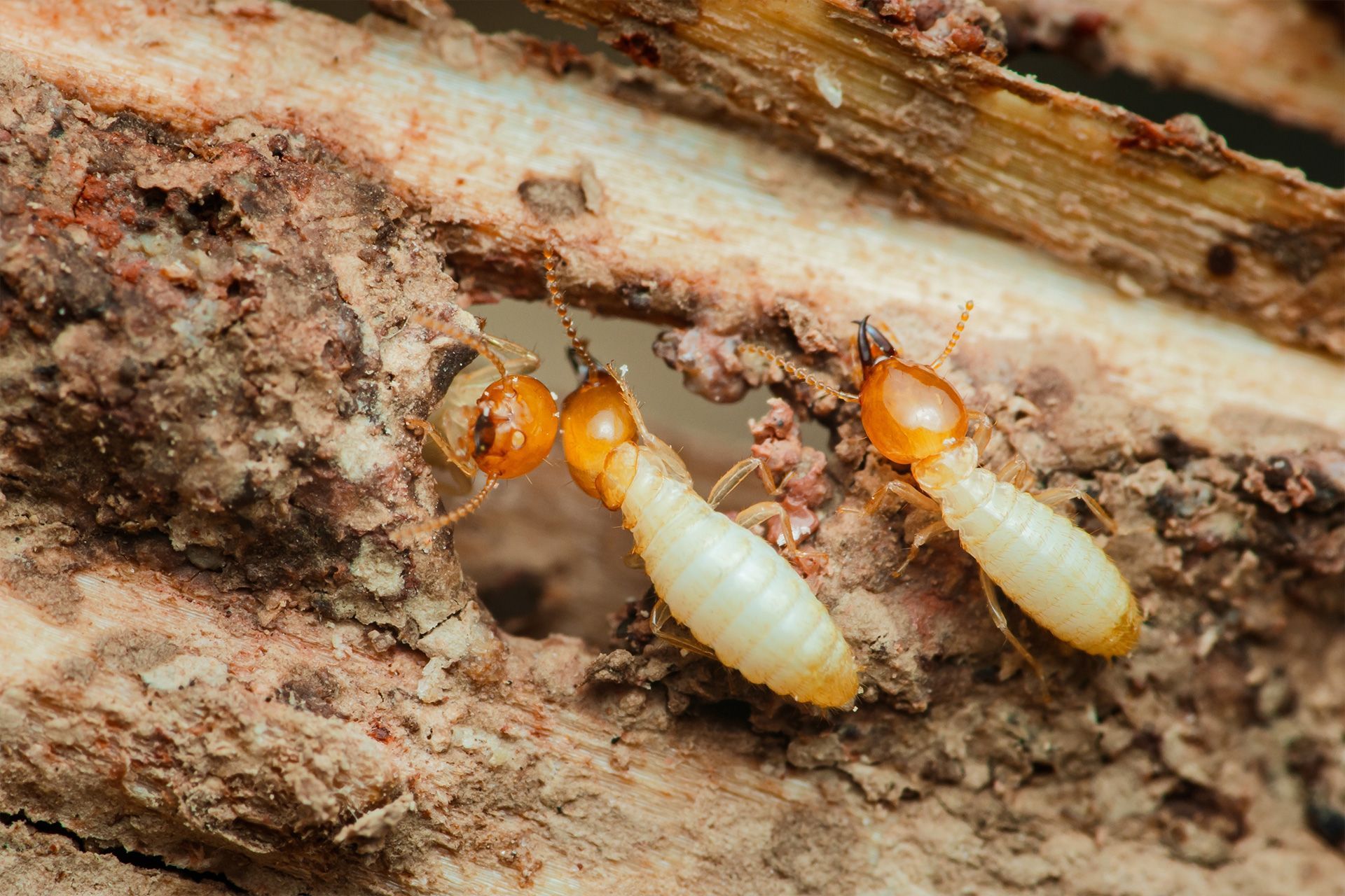 Two termites with pale bodies and orange heads crawling on rough wood bark.