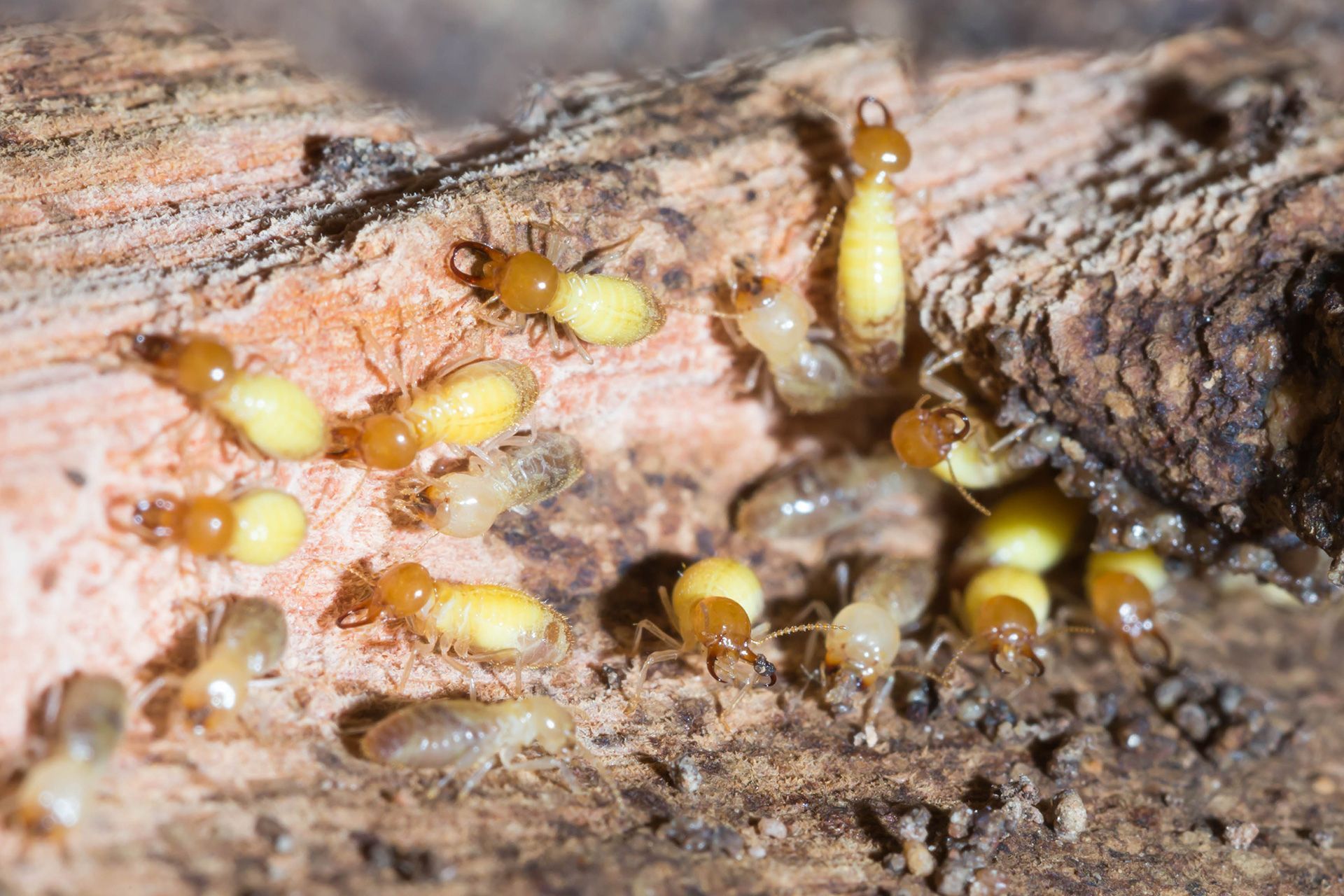 Yellow termites clustered in rotting wood, some with wings, in a close-up nest scene