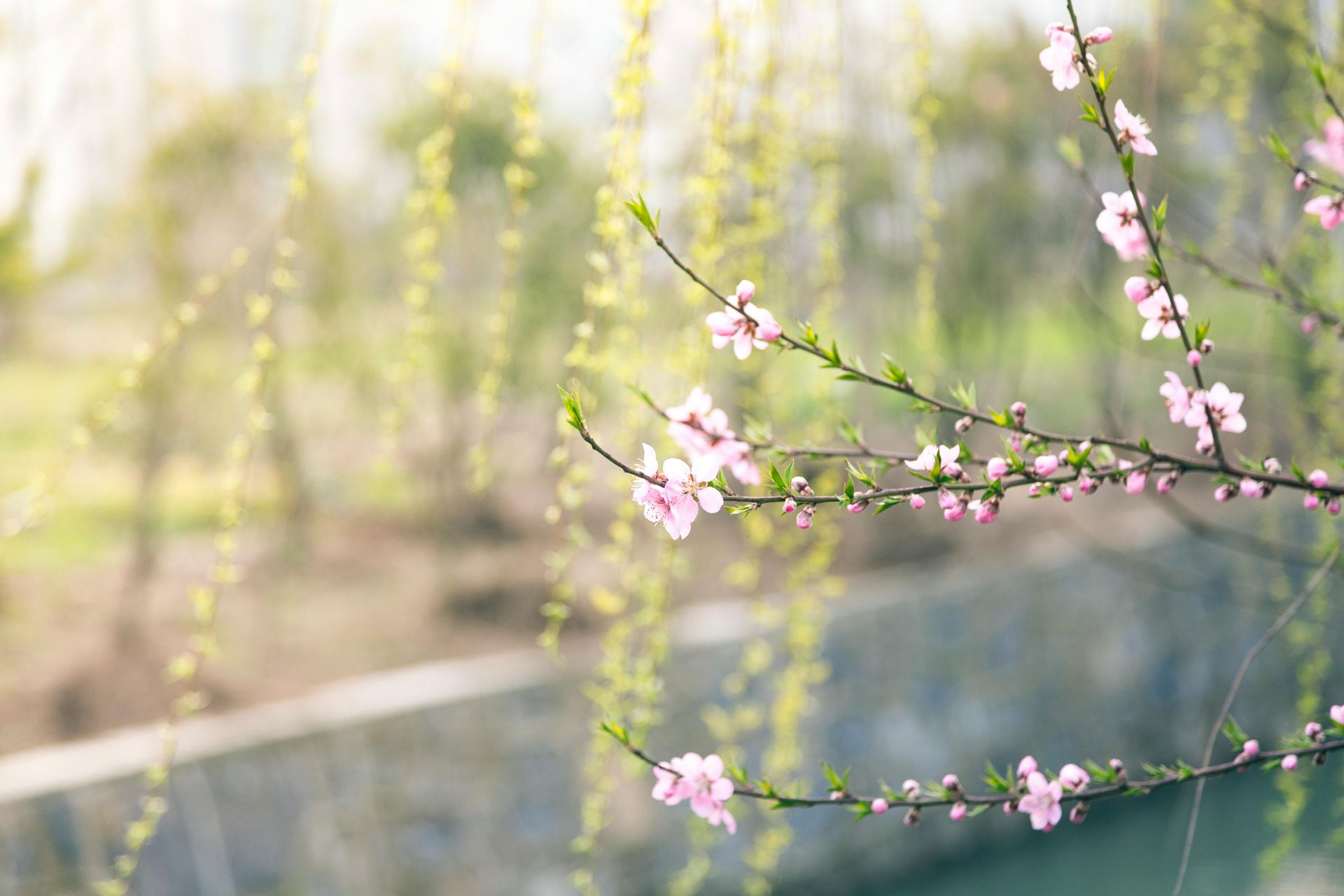 A close up of a cherry blossom tree branch with pink flowers.