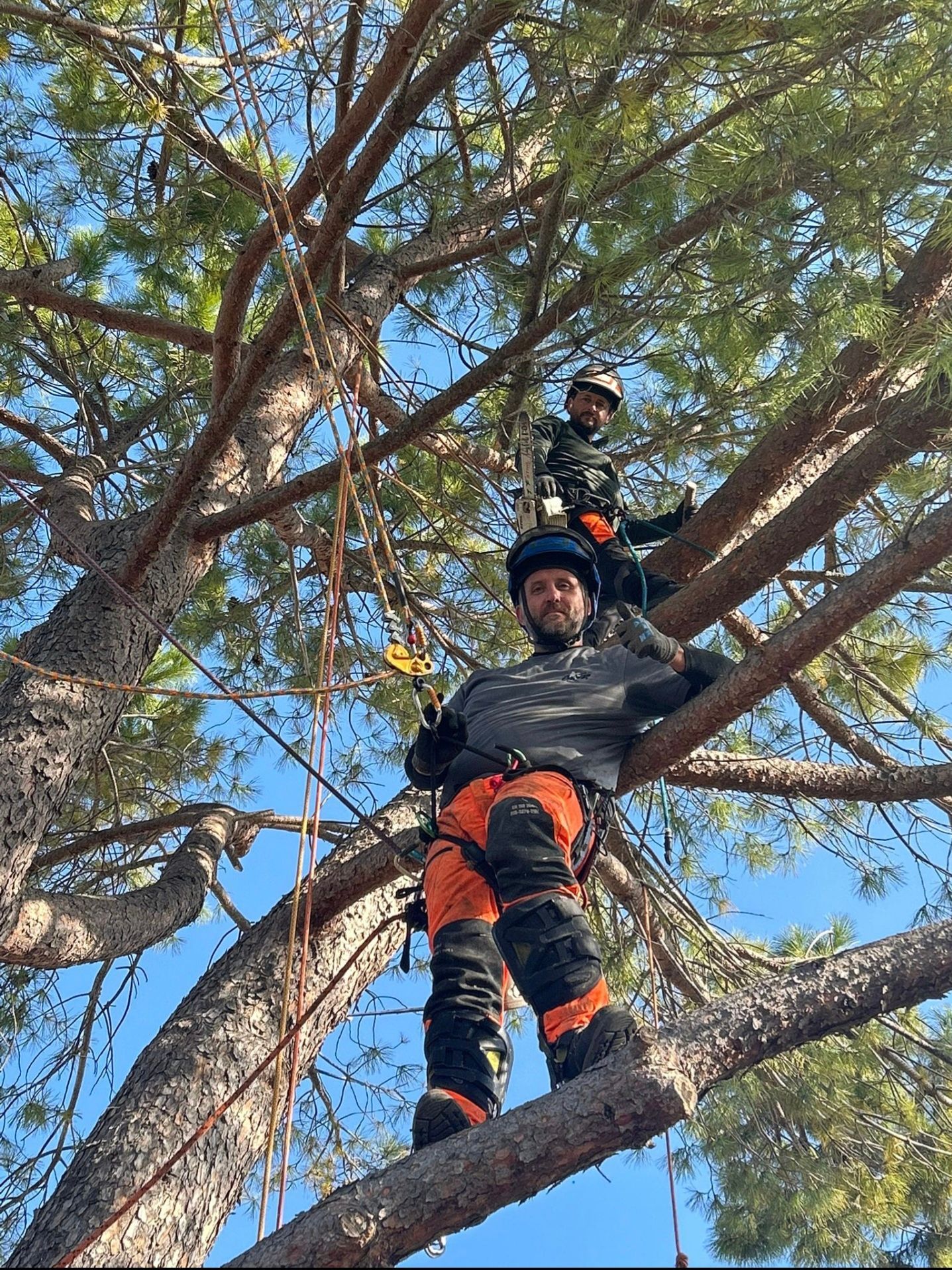 Deux grimpeurs dans un arbre ; l’un est assis et fait des gestes, l’autre est debout. Ils portent des équipements de sécurité.