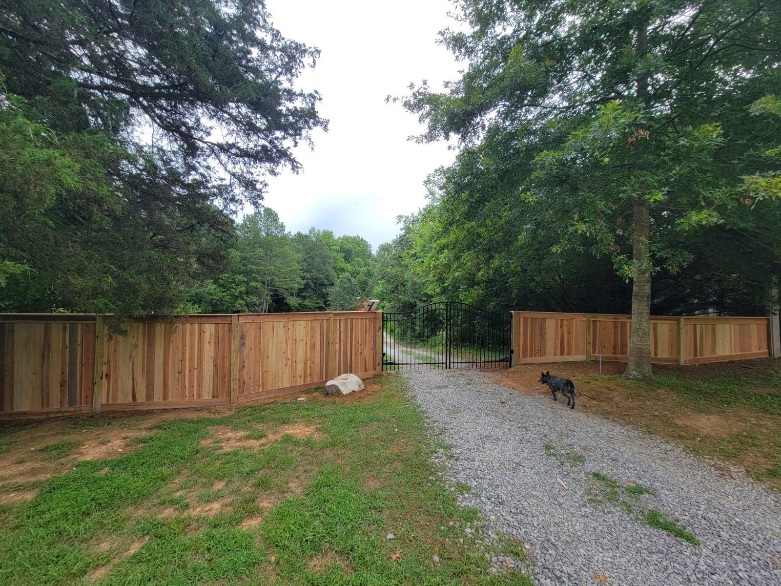 Gravel driveway beside wooden fences and tall trees, with a dog standing on the path