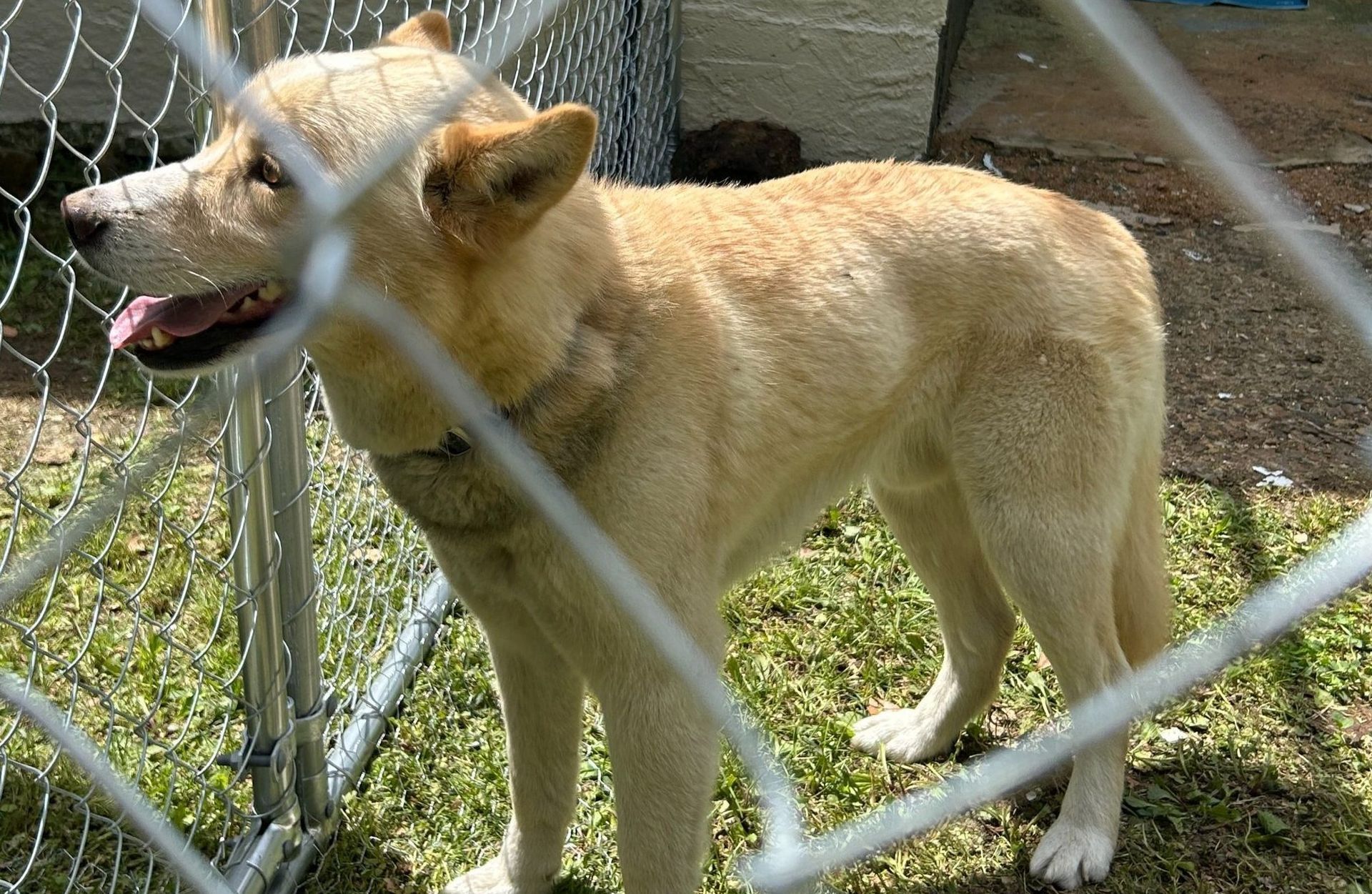 Tan dog standing by a chain-link fence outdoors, mouth open in a grassy yard