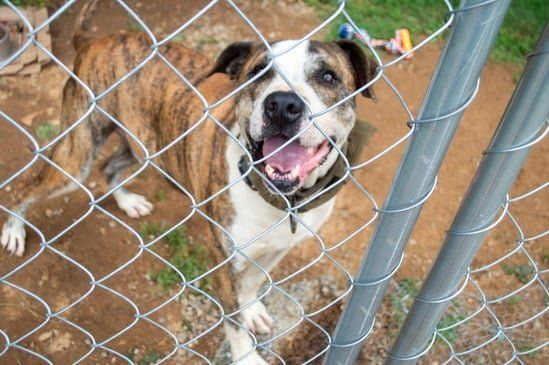 Black-and-white dog behind a chain-link fence, looking up with mouth open in a dirt yard