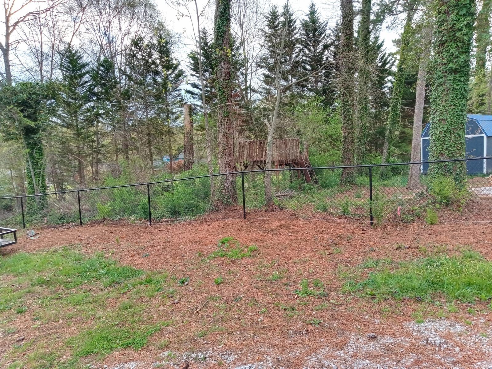 Fenced wooded area with pine trees, leaf-covered ground, and a small shed in the background