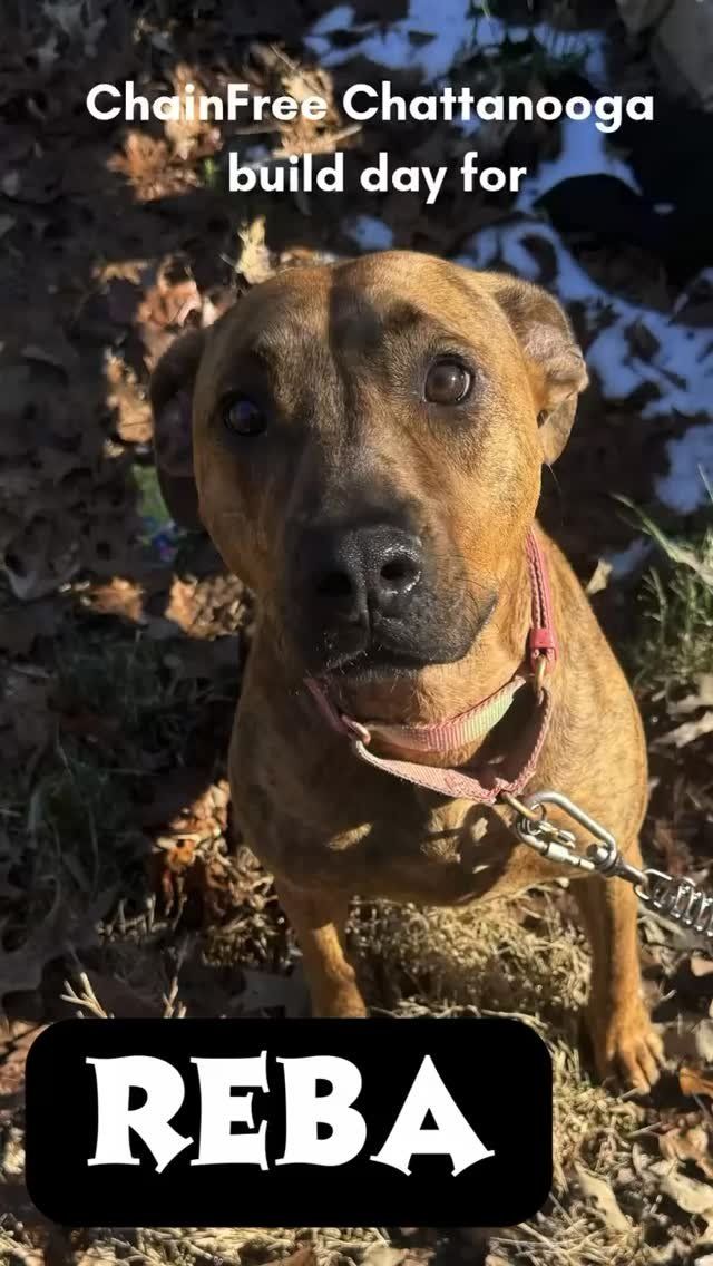 Brown dog named Reba sitting outdoors, wearing a collar and leash, with