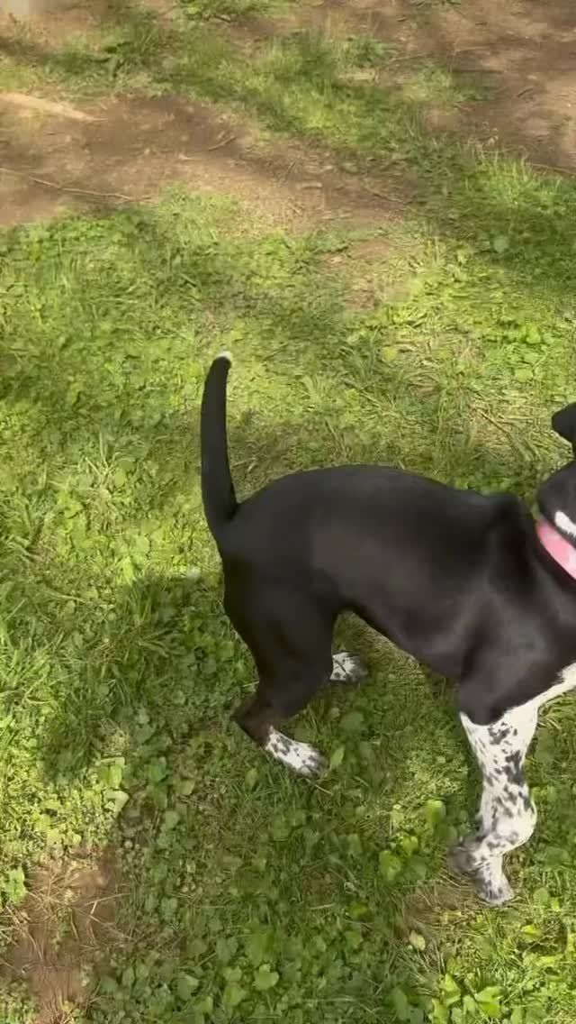 Black-and-white dog standing on grass outdoors with tail up and pink collar