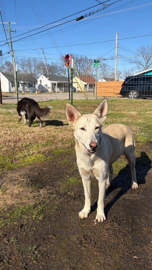 Two dogs in a sunny yard, with a white dog facing the camera and a black dog sniffing the ground behind it.