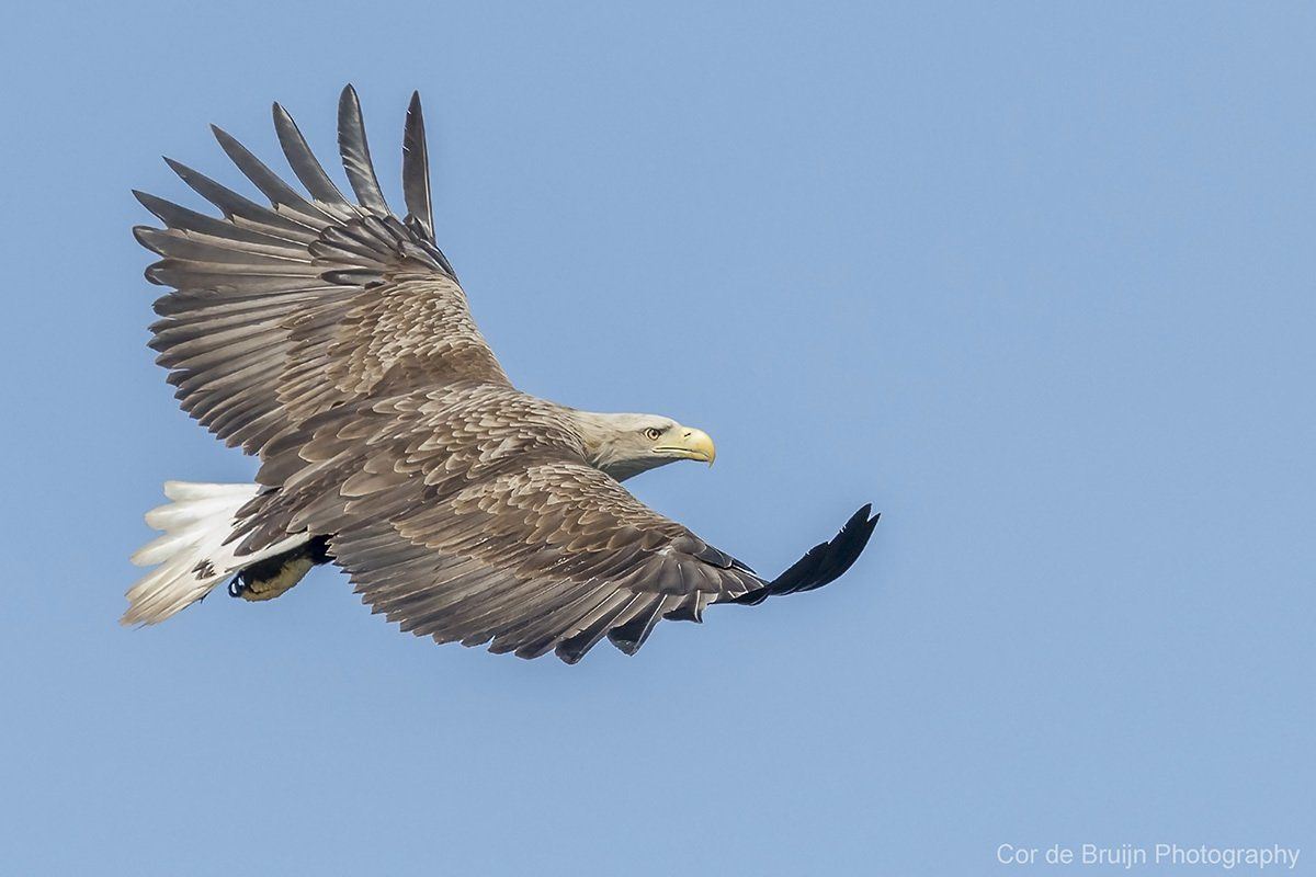 White-tailed eagle in flight against a clear, blue sky, wings spread, facing right.