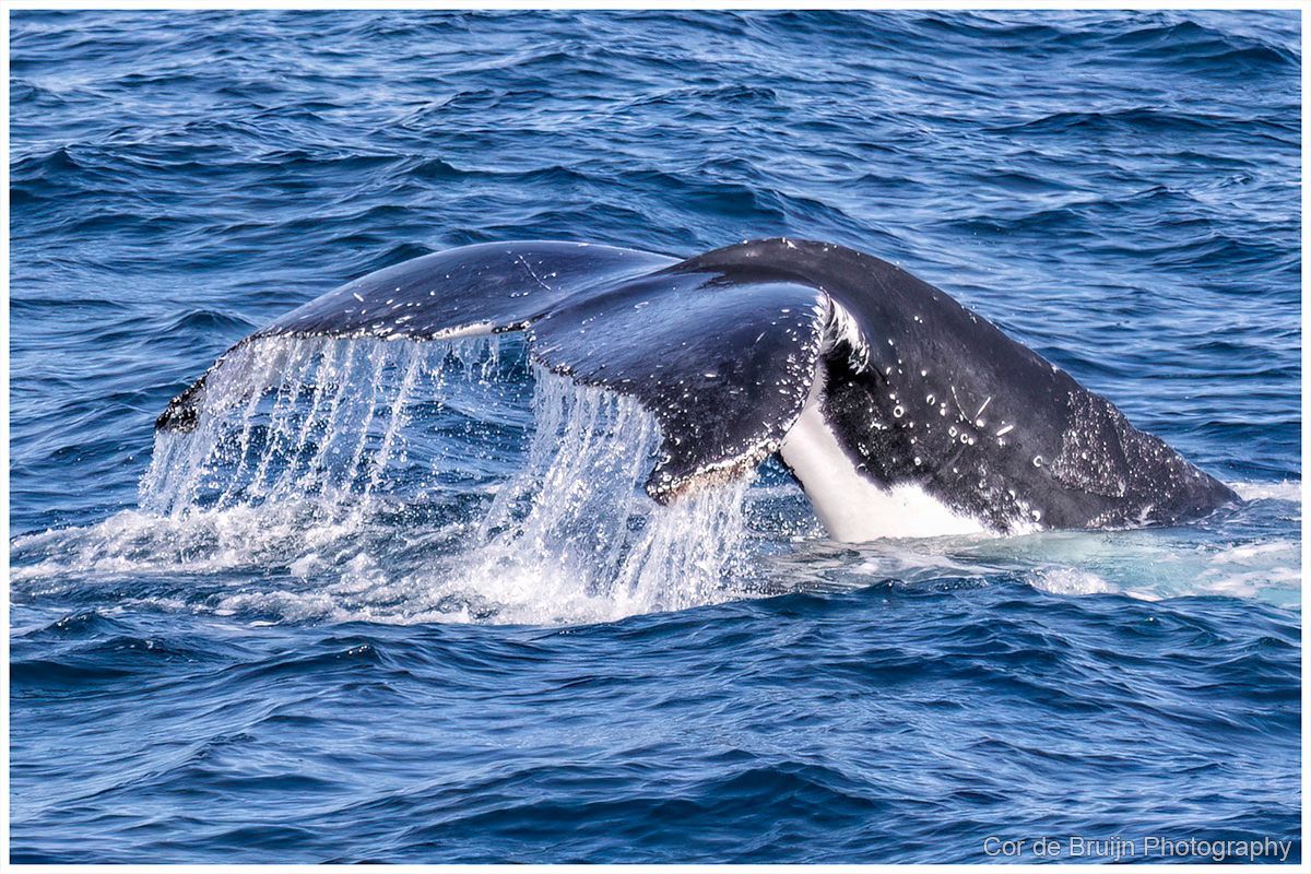 Whale tail emerging from blue ocean water.