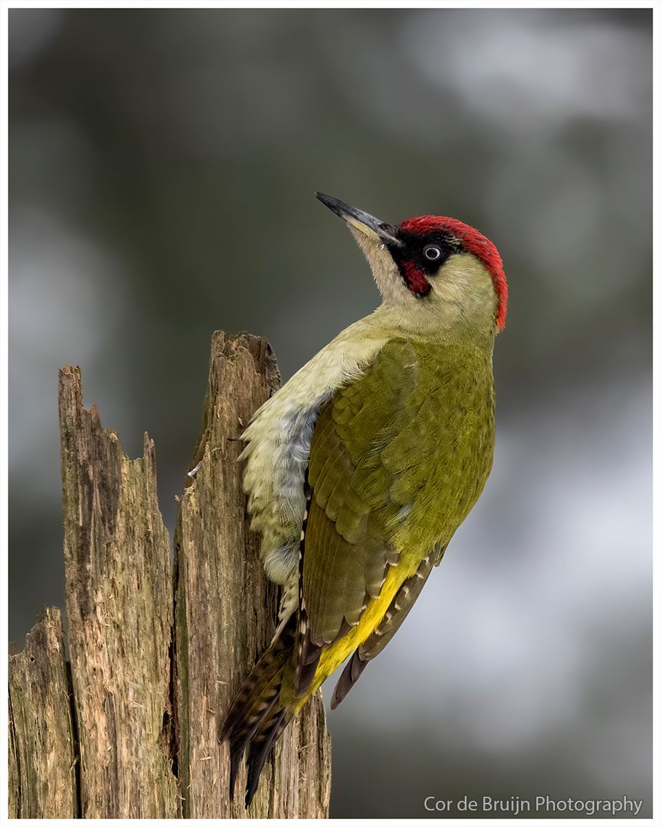 Green woodpecker with red crown, perched on a weathered tree stump, looking upwards.
