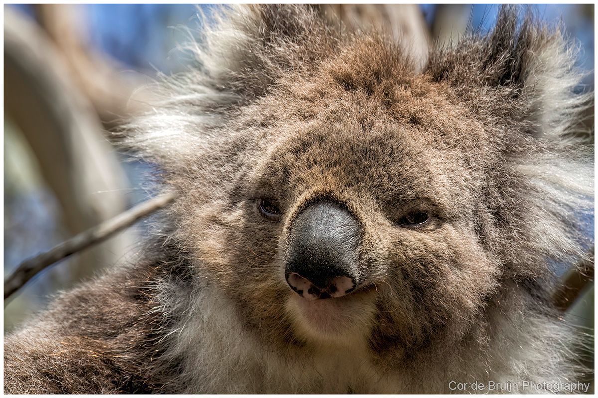 Koala with gray fur, slightly squinting, resting on a tree branch, sunny daylight.