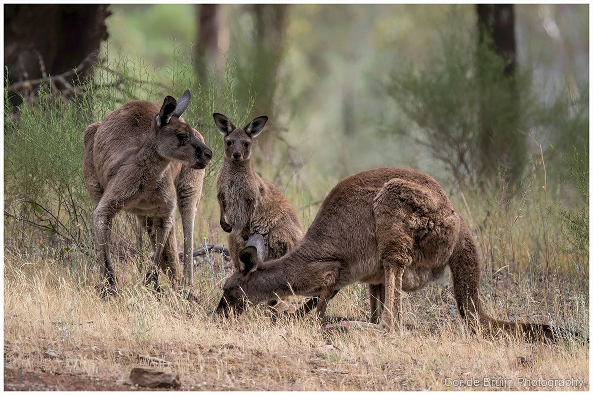 Three kangaroos in a field. One grazing, one standing, one with a joey in its pouch.