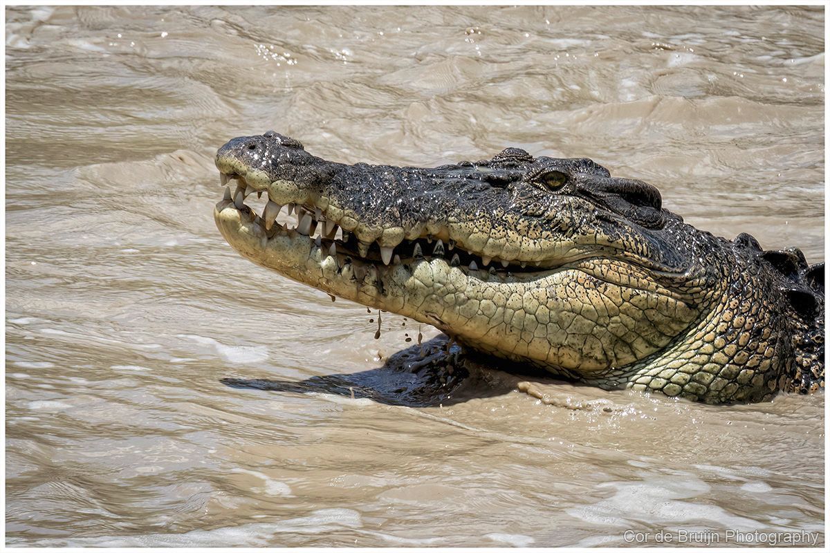 Crocodile in murky water, jaws slightly open, showing teeth.