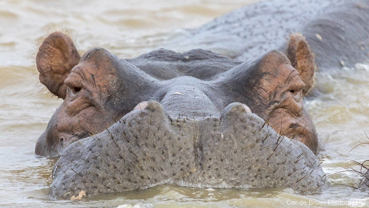 Hippopotamus in murky water, looking directly at the viewer with eyes and ears exposed.