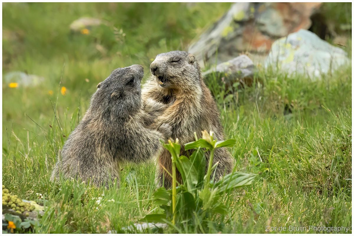 Two marmots facing each other in green grass. One appears to be biting or nuzzling the other.