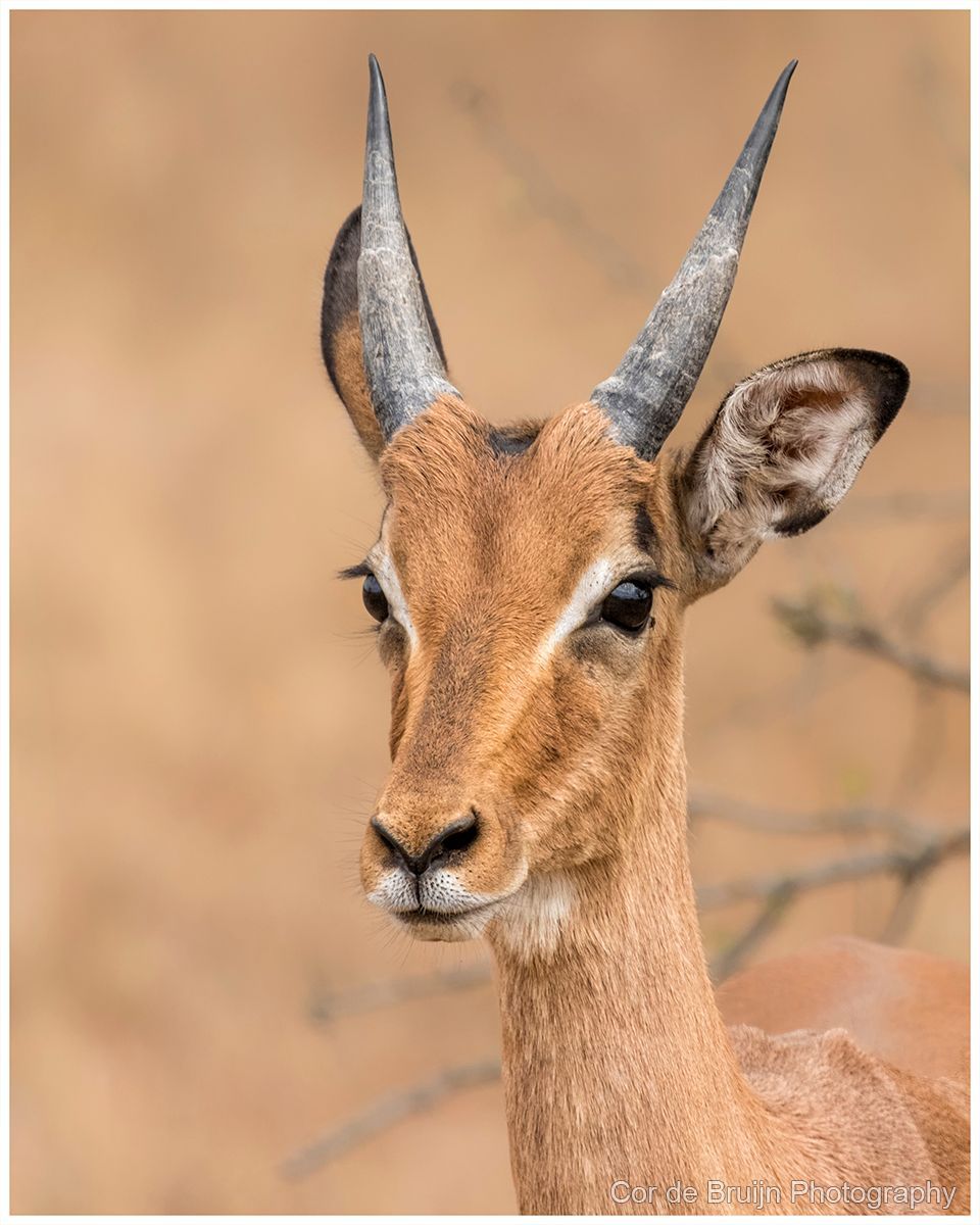 Impala with curved, ridged horns, alert, looking forward against a blurred, beige background.