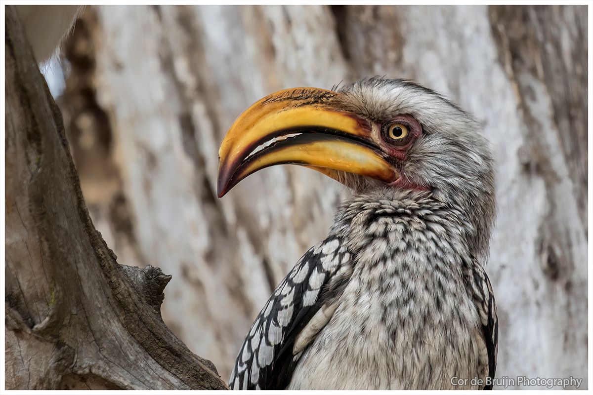 Yellow-billed hornbill with large yellow beak, speckled gray and white feathers, perched on a branch.