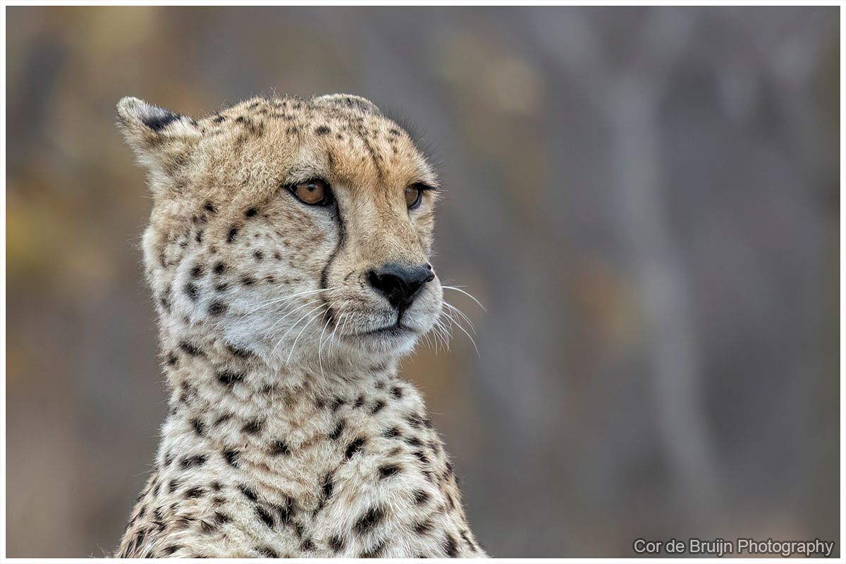 Cheetah with spotted coat looking left against a blurred gray background