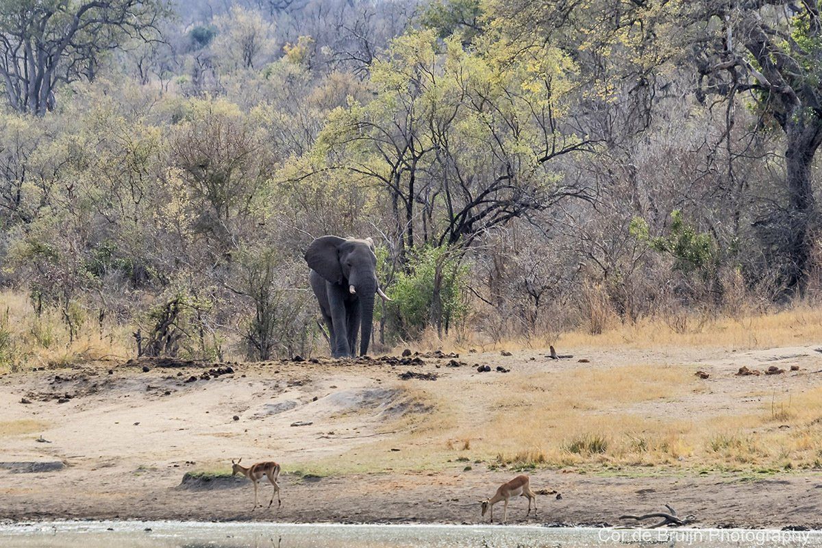 Elephant stands in a grassy savanna near a water source with two gazelles. Trees in background.