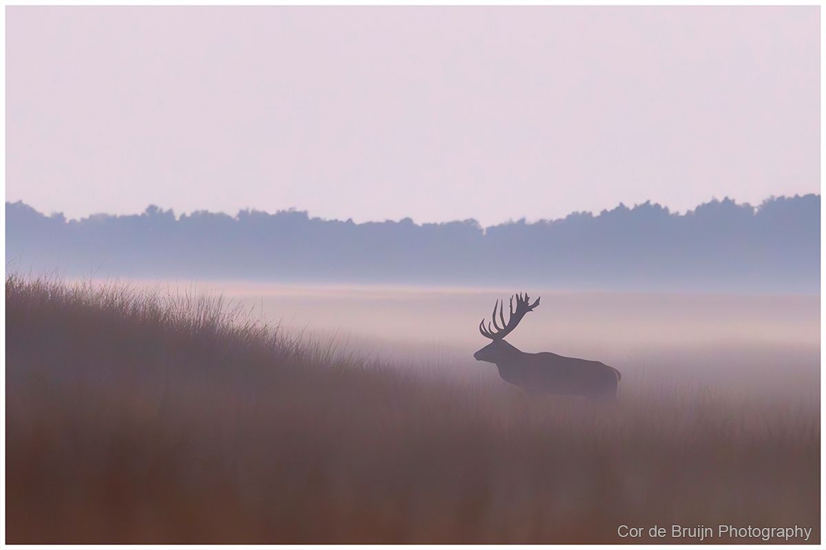 Deer silhouette in a misty field at dawn, with a tree line in the distance.