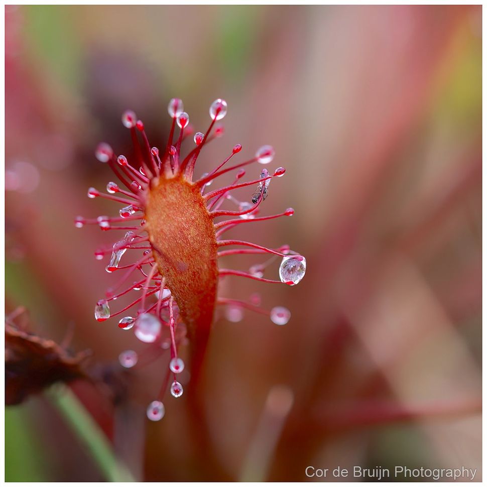 Close-up of a red sundew leaf with sparkling dew droplets against a soft pink background