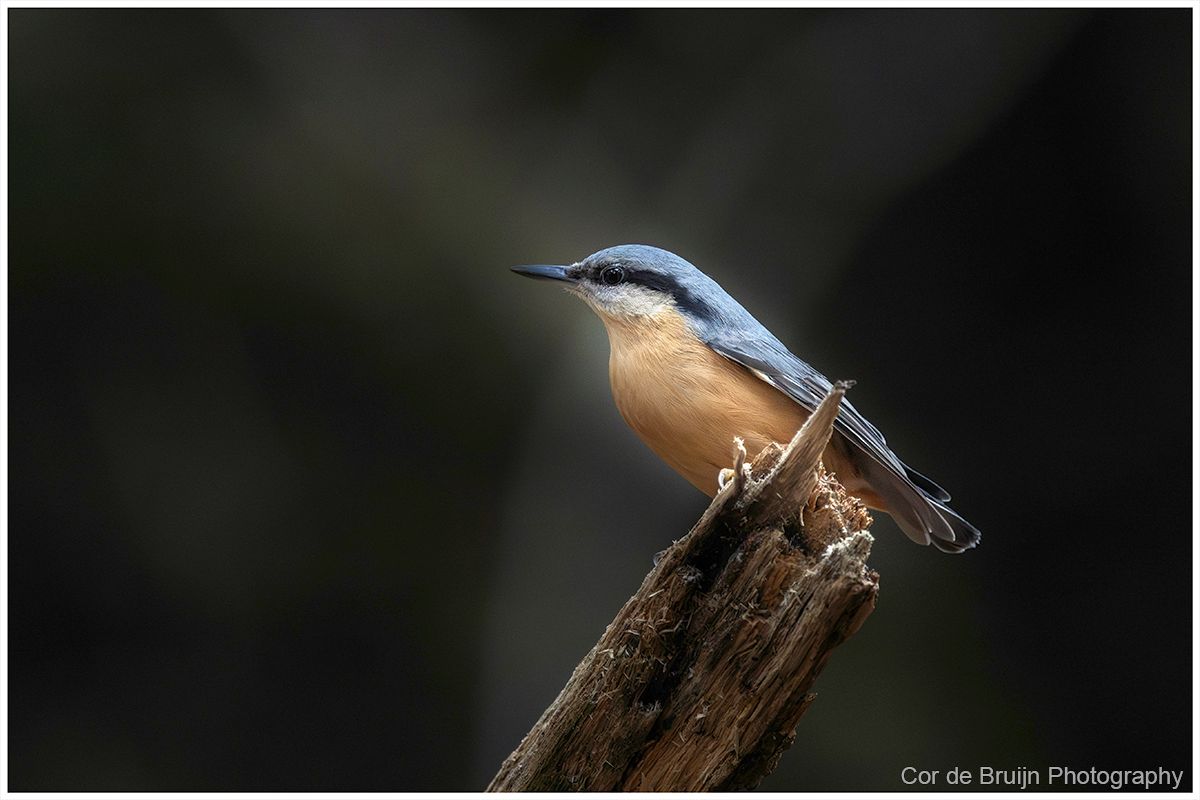 Nuthatch bird with blue back, orange chest, perched on a weathered branch against a dark background.