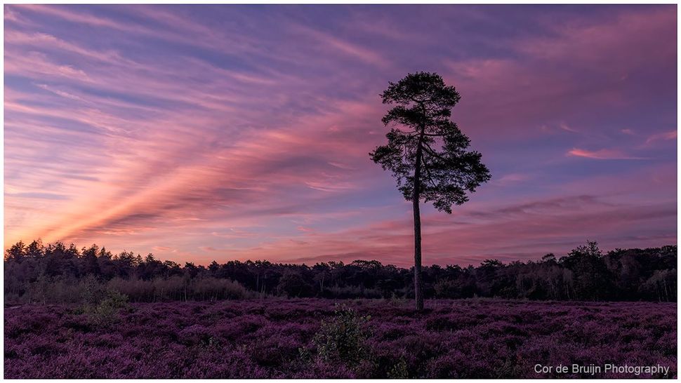 Purple sunrise over a field with a lone tall tree and pink-streaked clouds