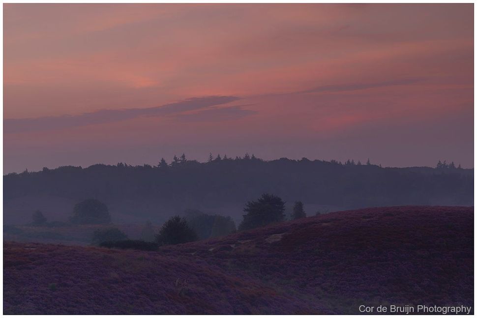 Foggy purple sunrise over rolling hills with a silhouetted treeline