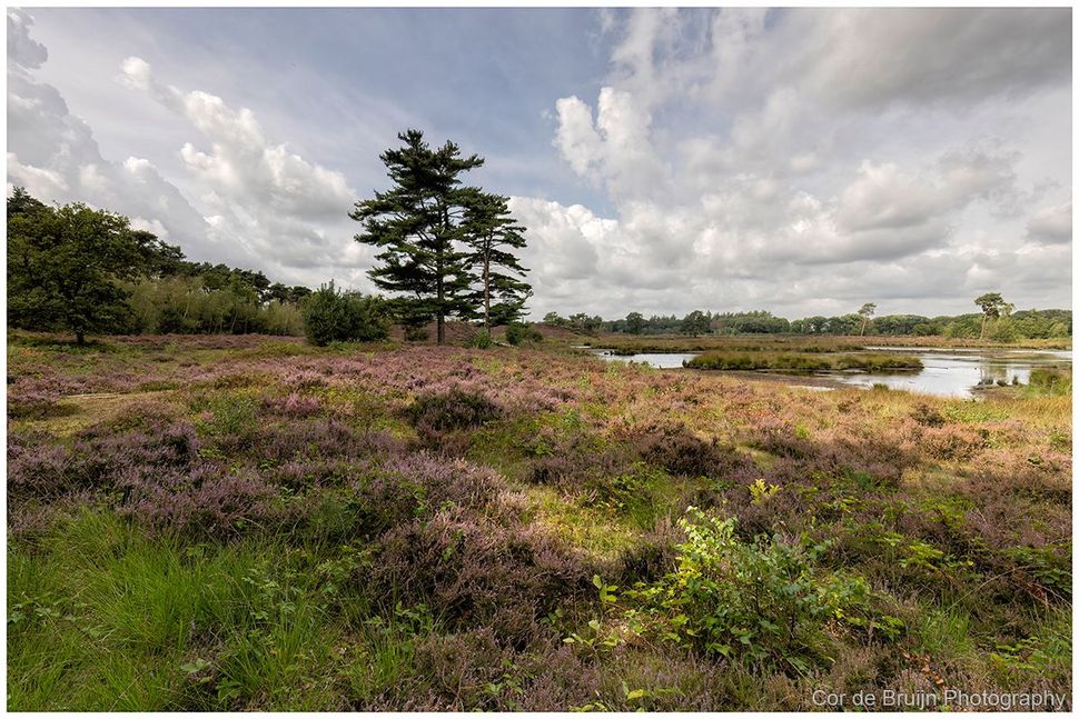 Heather-covered wetland with a lone tree, cloudy sky, and water pools in the distance