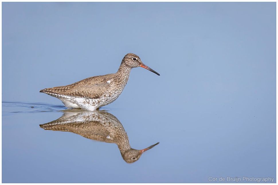 Spotted shorebird wading in shallow water, mirrored in a calm reflection