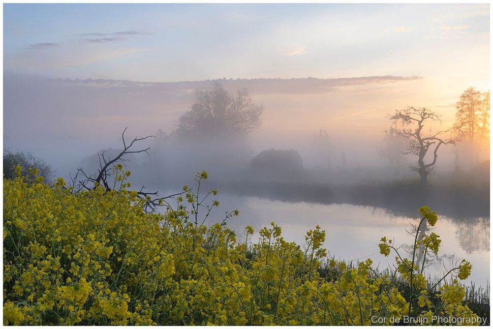 Misty sunrise over a calm river with yellow wildflowers in the foreground and silhouetted trees in the distance