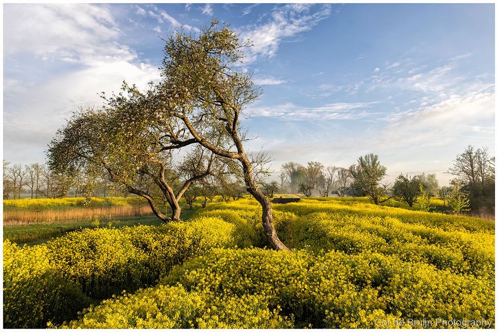 Sunlit field of yellow wildflowers with two leaning trees under a blue, partly cloudy sky