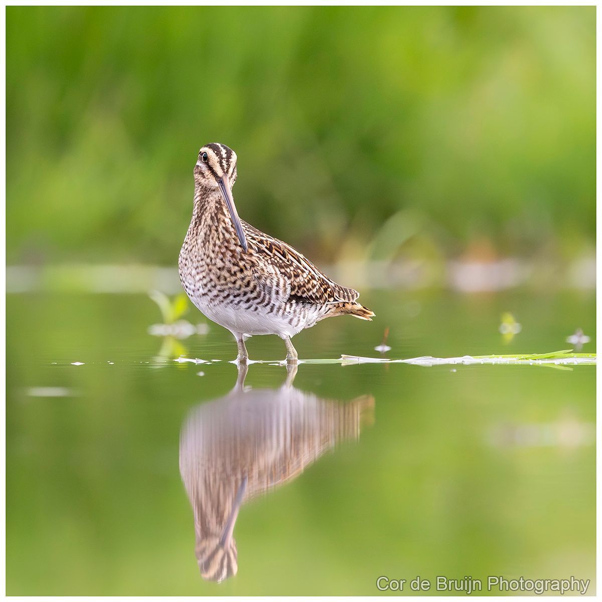 Snipe wading in water, reflecting in the glassy surface. Brown and white patterned feathers, green background.