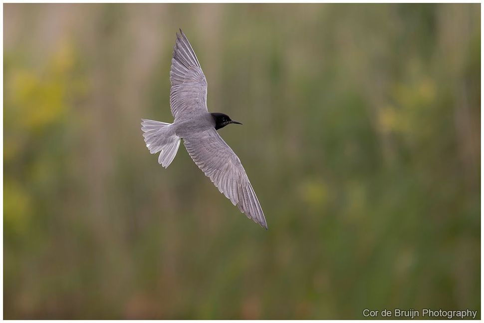 Bird in flight over blurred grassy field, wings spread against a green background