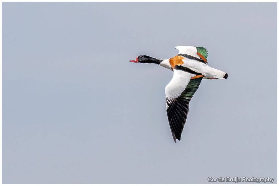 White-and-black duck with orange bill and green wing patch flying against a pale sky