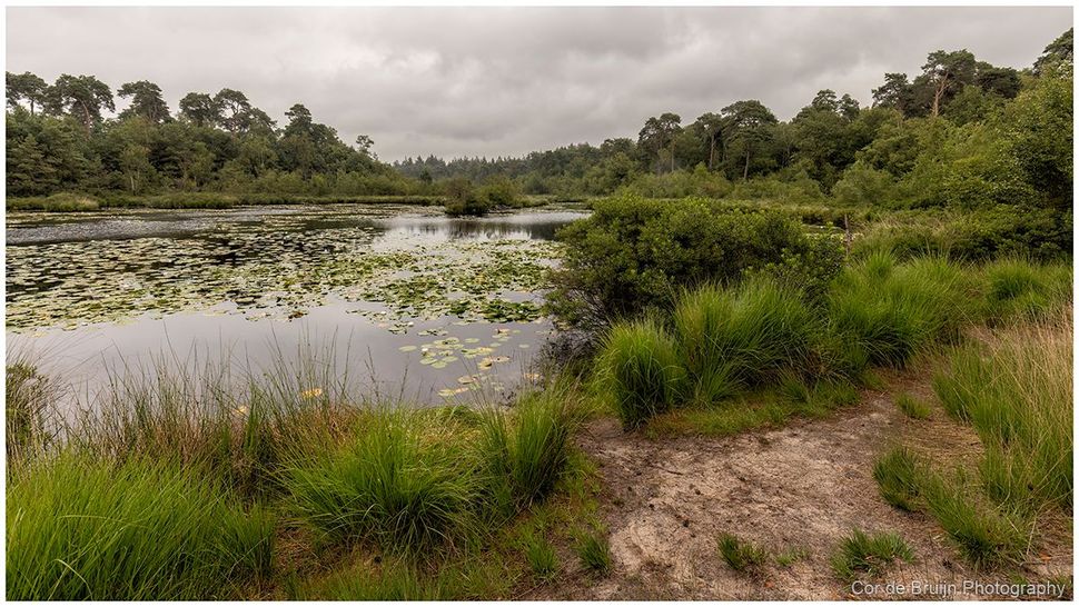 Wetland pond with lily pads, grassy banks, and dense green trees under a cloudy sky